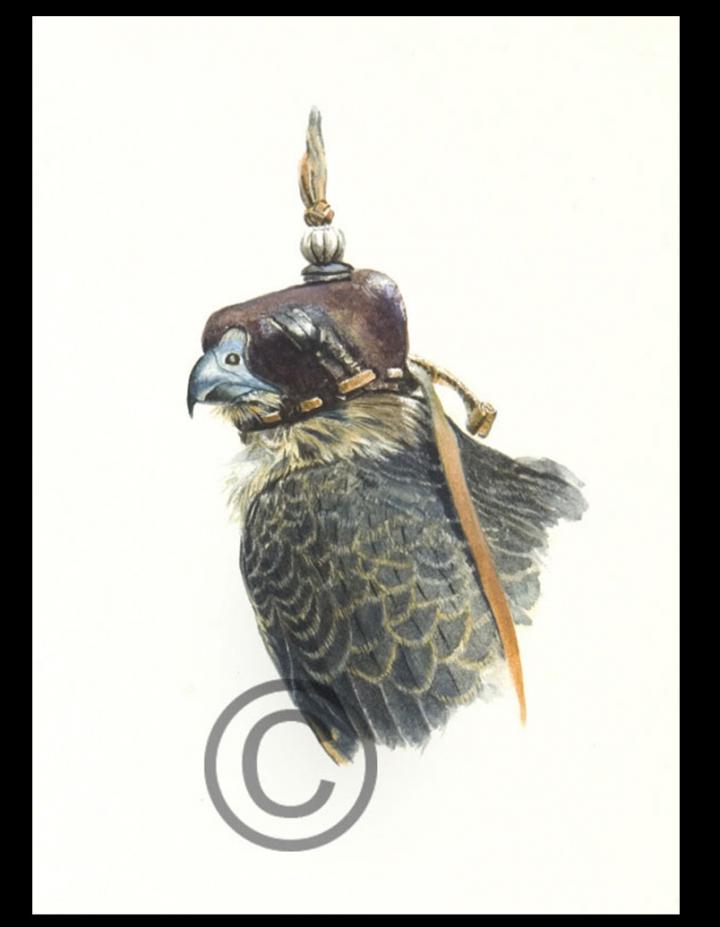 Peregrine x Merlin Head Study