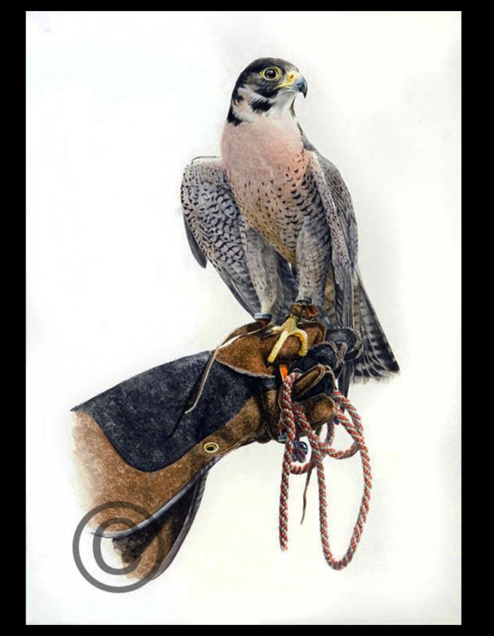 Peregrine x Barbary