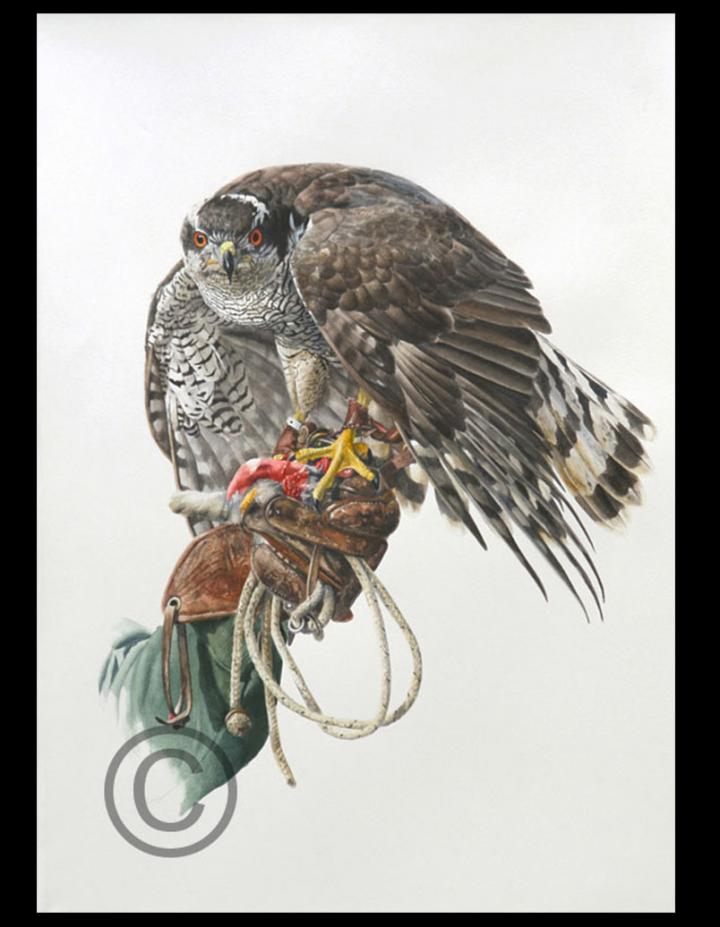 GOSHAWK