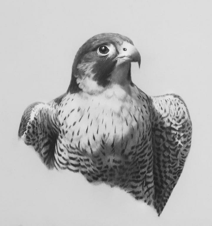 Raptor Study