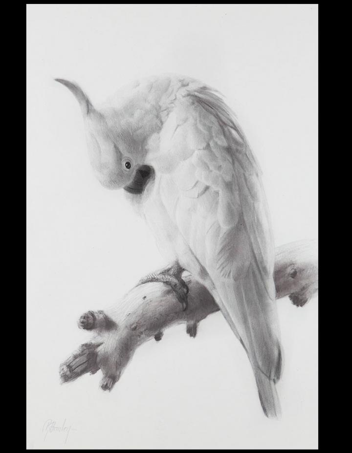 Cockatoo