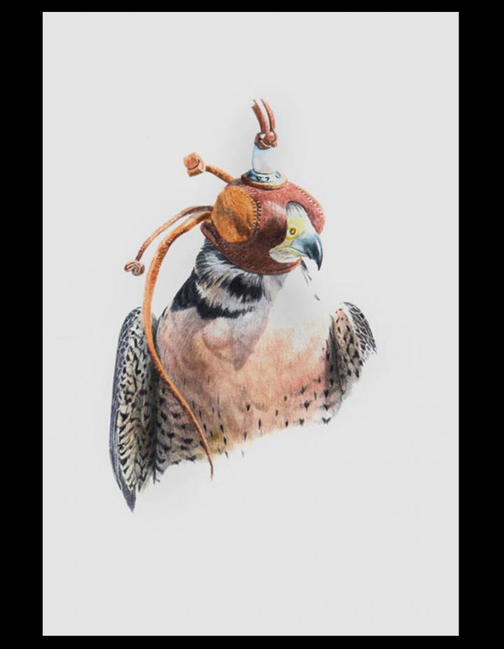 Peregrine x Barbary Head Study